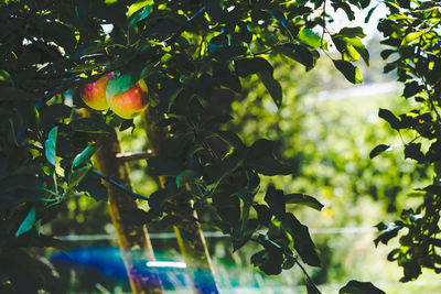 Low angle view of fruits growing on tree