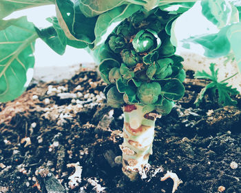 Close-up of plants growing on field