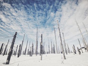 Panoramic view of bare trees on field against sky