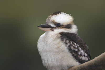 Close-up of a bird over black background