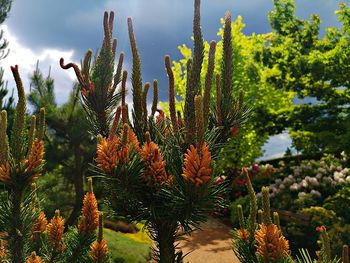 Close-up of cactus plant in park