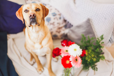 Labrador dog with flowers and decorations looking up. cute pets concept.