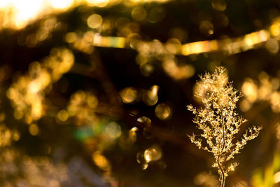 Close-up of illuminated christmas tree during winter