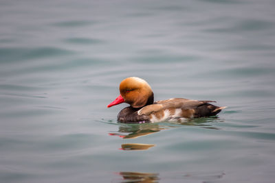 Duck swimming in lake