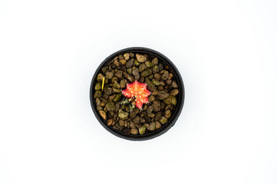 Directly above shot of potted plant against white background