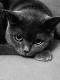 Close-up portrait of a cat