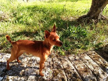 Dog standing on field