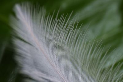 Close-up of feather