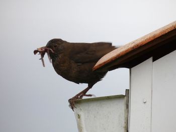 Close-up of bird perching against the sky