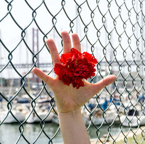 Cropped hand holding red flower by chainlink fence in city