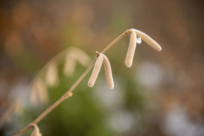 Close-up of white flower buds