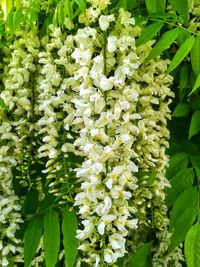 Close-up of white flowering plants