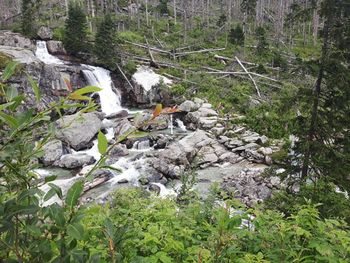 Scenic view of waterfall in forest