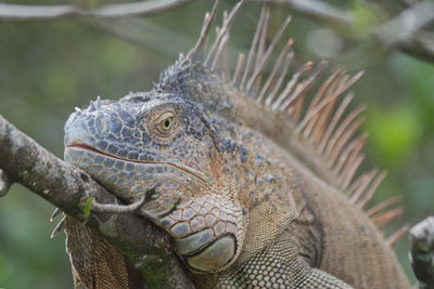 Close-up of iguana on branch