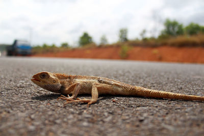 Surface level view of lizard on road