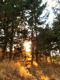 Low angle view of trees in forest