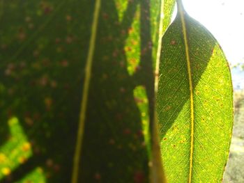 Close-up of wet leaves