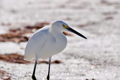 Close-up of seagull perching on land