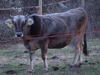 Cow standing in a farm
