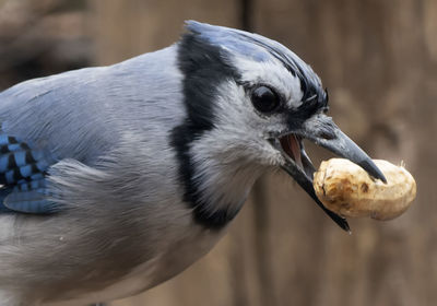 Close-up of bird