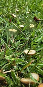 High angle view of mushrooms growing on plant