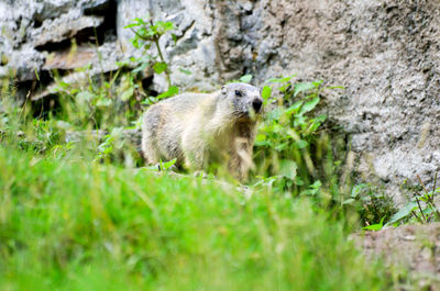 Portrait of marmot standing on land