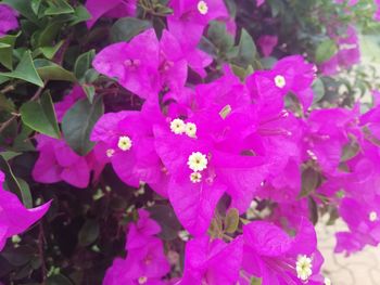 Close-up of pink flowering plant