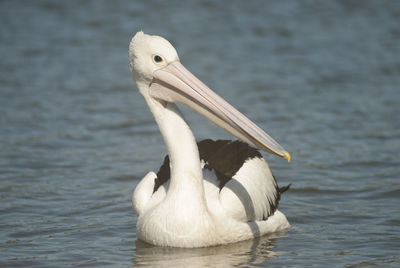 Close-up of pelican swimming in lake