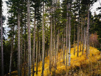 Pine trees in forest against sky