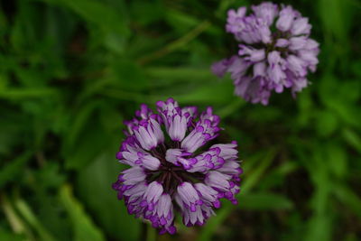 Close-up of purple flowering plant