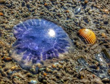 Close-up of seashell on beach