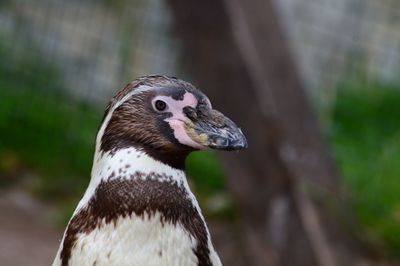 Close-up of a bird looking away