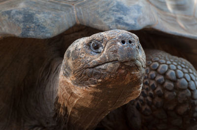 Close-up of galapagos tortoise