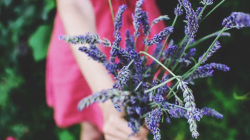 Midsection of woman holding lavender