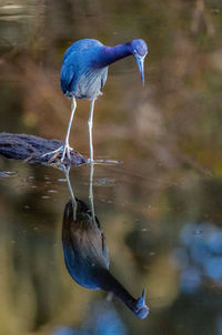 Bird perching on a lake