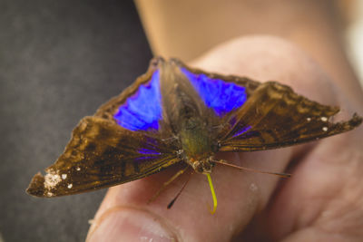 Close-up of butterfly on purple flower