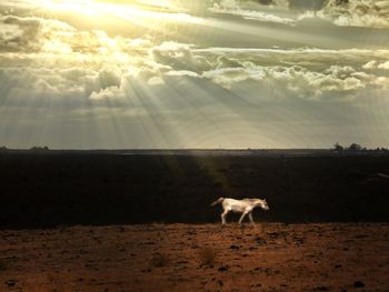 Dog on beach against dramatic sky