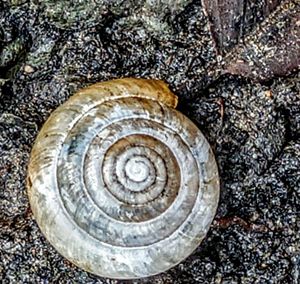 Close-up of snail