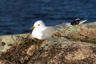 Close-up of seagull