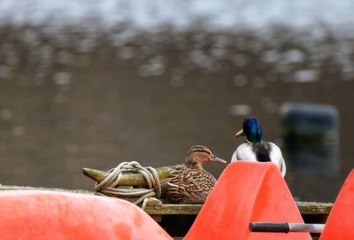 Close-up of bird perching