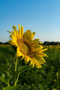 Close-up of sunflower blooming on field against clear sky