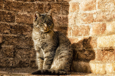 A cat enjoys the sun in the historic center of ancient amelia