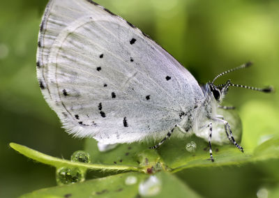 Close-up of butterfly on plant