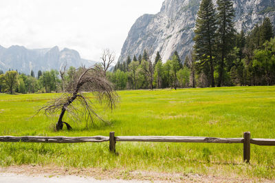Scenic view of grassy field against sky