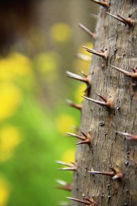 Close-up of leaf on tree trunk