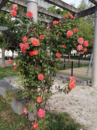 Flowers on plant by fence