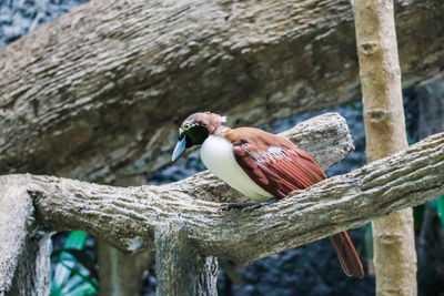 Close-up of bird perching on tree