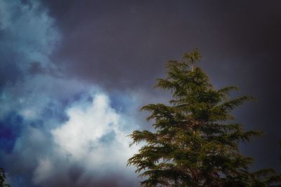 Low angle view of palm tree against sky