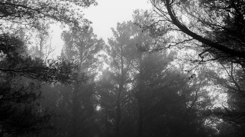 Low angle view of trees in forest against sky