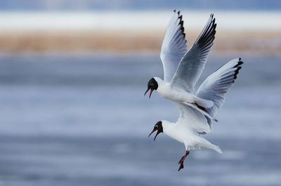 Seagulls flying over sea